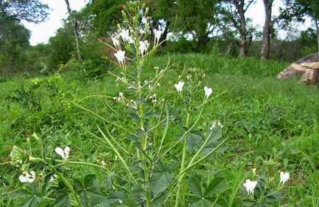 நல்வேளை, தைவேளை மூலிகை, Cleome gynandra herbal plant