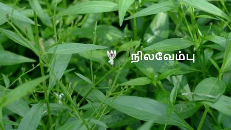 நிலவேம்பு மூலிகை - Nilavembu