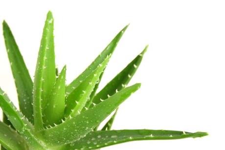 Aloe Vera - கற்றாழை காயகற்ப மூலிகை