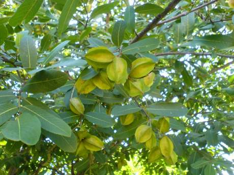 மருதம் பட்டை,Marutham Pattai மருத்துவ குணங்கள்