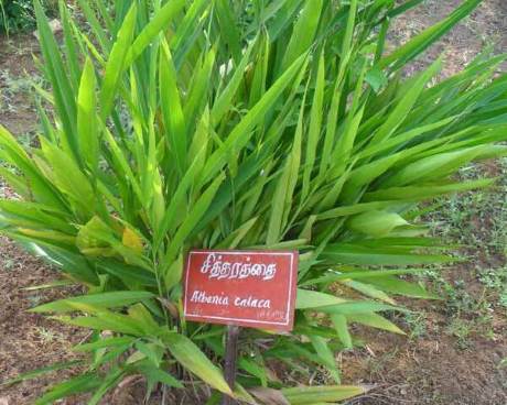 சித்தரத்தை  மருத்துவ மூலிகை